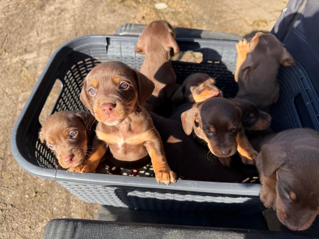 Chocolade bruine teckel pups, Parvo, Standaard, 8 tot 15 weken, Korthaar