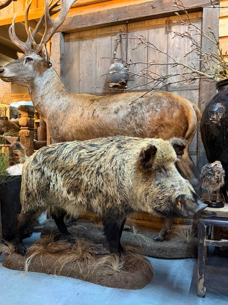 Wild zwijn keiler everzwijn big opgezet taxidermie veluwe, Ophalen, Wild dier, Opgezet dier