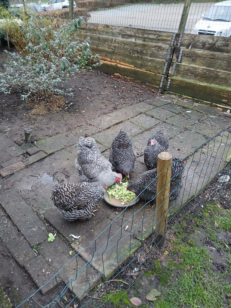 Broedeieren orpington kriel, Dieren en Toebehoren, Pluimvee, Geslacht onbekend, Kip
