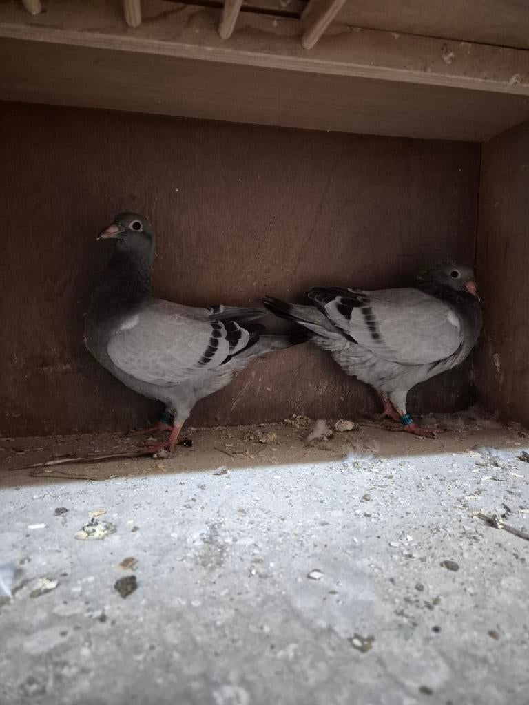 2 jonge duiven beschikbaar, Dieren en Toebehoren, Meerdere dieren, Postduif