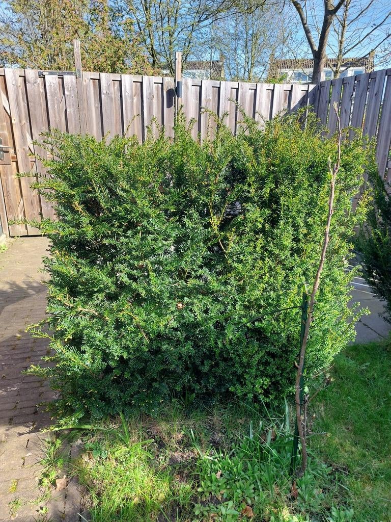 2 taxus struiken 1,20x1,20m, Tuin en Terras, Planten | Tuinplanten, Overige soorten, Volle zon, Bloeit niet, Ophalen