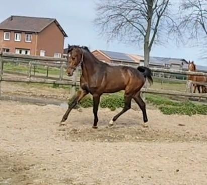 Prachtige grote 2 jarige springruin met veel potentie! ‼️, Dieren en Toebehoren, Paarden, Springpaard, Met stamboom, Ruin, 0 tot 2 jaar