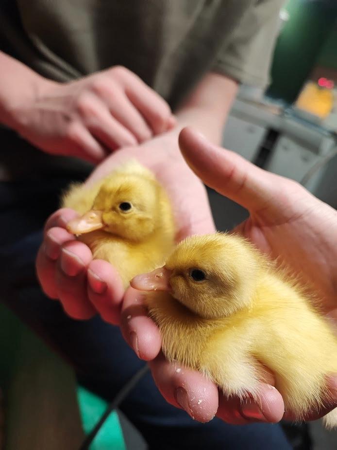 [TIJDELIJK] Loopeend kuikens!, Meerdere dieren, Eend