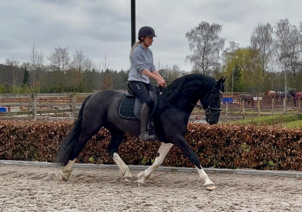 Ibop ster barock pinto hengst, Dieren en Toebehoren, Paarden, Met stamboom, Dressuurpaard, Hengst, L