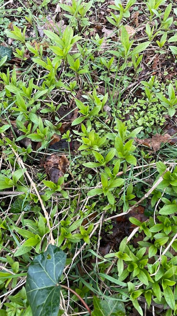 Zeepkruid Saponaria om je handen mee te wassen, Ophalen, Overige soorten, Volle zon