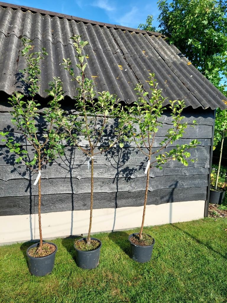 Appelboom fruitboom Zoete Kroon halfstam, Lente, Volle zon, Ophalen of Verzenden, Appelboom