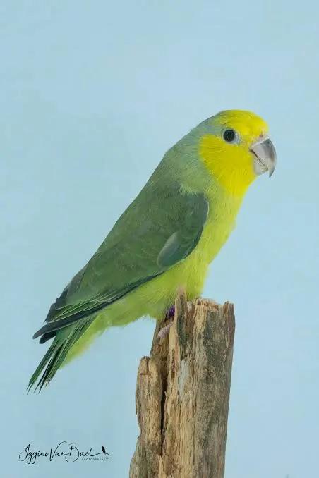 Forpus xanthops gezocht, Meerdere dieren, Dwergpapegaai of Agapornis, Geringd