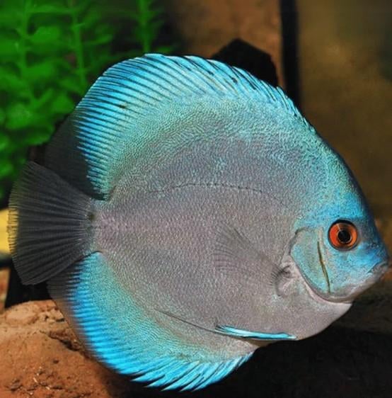 Blue Diamond Discus ca 10 cm - Koidream Valburg, Dieren en Toebehoren, Vis, Zoetwatervis