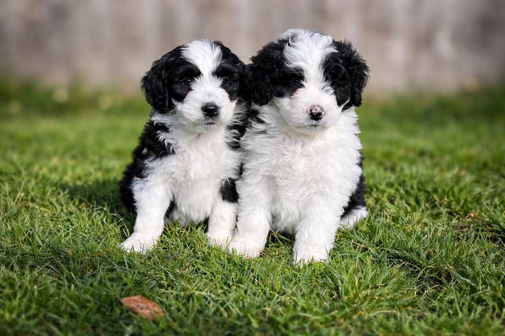 Knappe Aussiedoodle pups (Australische herder x Poedel), Dieren en Toebehoren, Honden | Herdershonden en Veedrijvers, Parvo, België