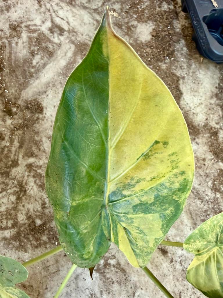 Alocasia Wentii Aurea, Huis en Inrichting, Kamerplanten, Ophalen of Verzenden