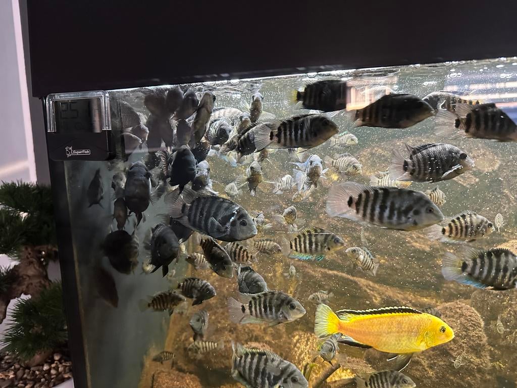 Zebra chicliden, Dieren en Toebehoren, Vis