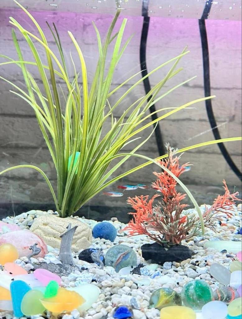 aquarium, Ophalen of Verzenden