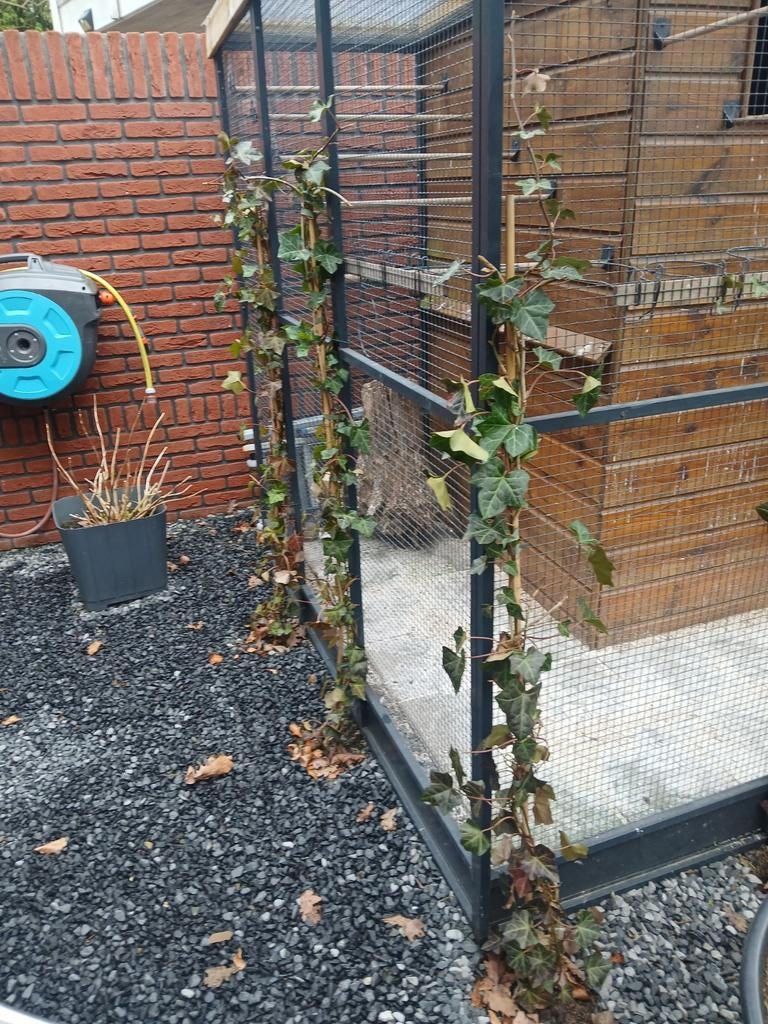 7 stuks hedera klimop 1.50 hoog, Minder dan 100 cm, Lente, Overige soorten, Ophalen of Verzenden