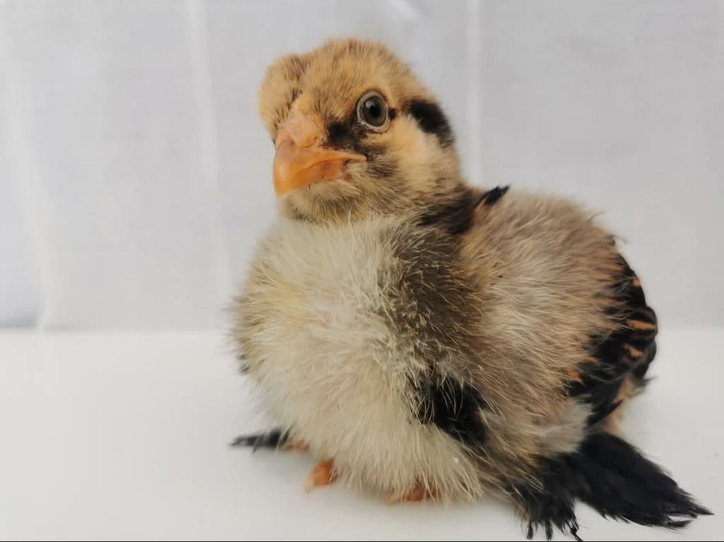 Broedeieren Brahma (groot), Dieren en Toebehoren, Pluimvee, Geslacht onbekend, Kip