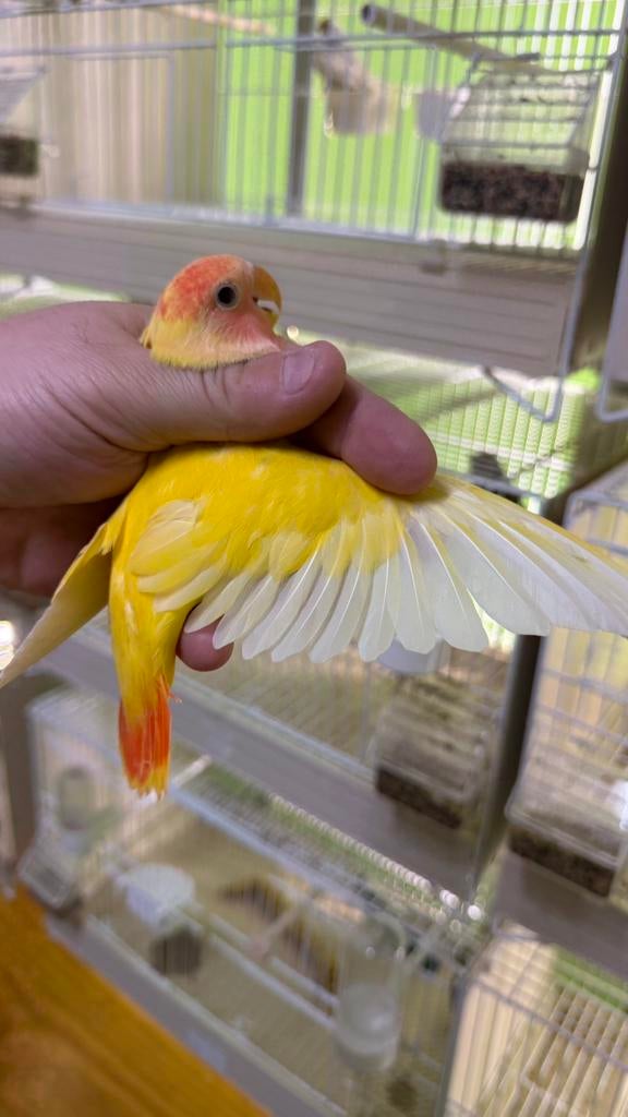 Jonge agapornis roseicollis Lutino 2026, Meerdere dieren, Dwergpapegaai of Agapornis, Geringd