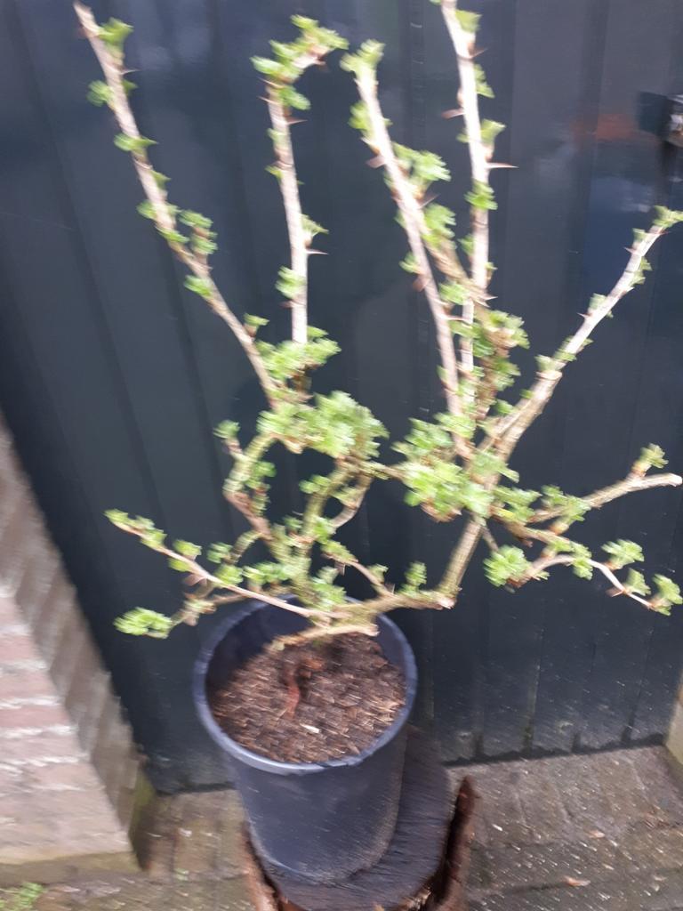 Kruisbessen zonder bestrijdingsmiddelen opgekweekt, Volle zon, Lente, Minder dan 100 cm, Overige soorten