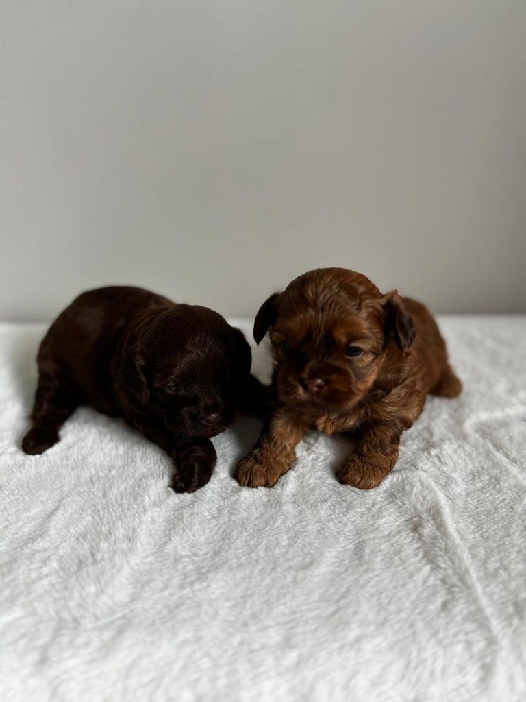 Mooie Shihpoo pups choco, Dieren en Toebehoren, Overige rassen, 8 tot 15 weken, Geslacht onbekend, Parvo