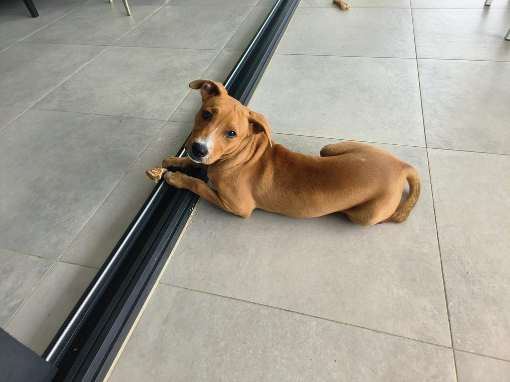 Lief teefje 4 maanden oud, Particulier, 15 weken tot 1 jaar, Buitenland, Teef