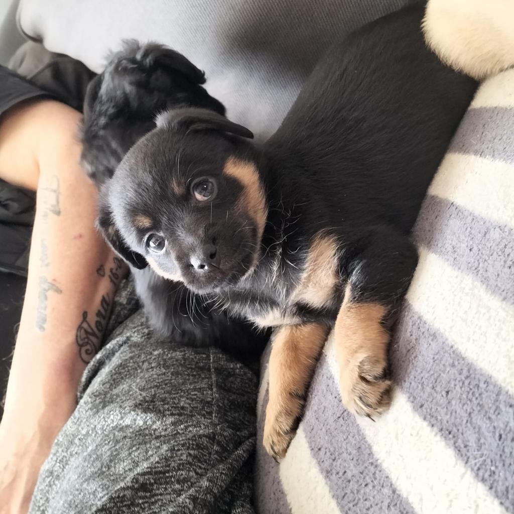 Pups nu bijna 8 weken en zijn een mix, 8 tot 15 weken, Meerdere, Nederland, Particulier