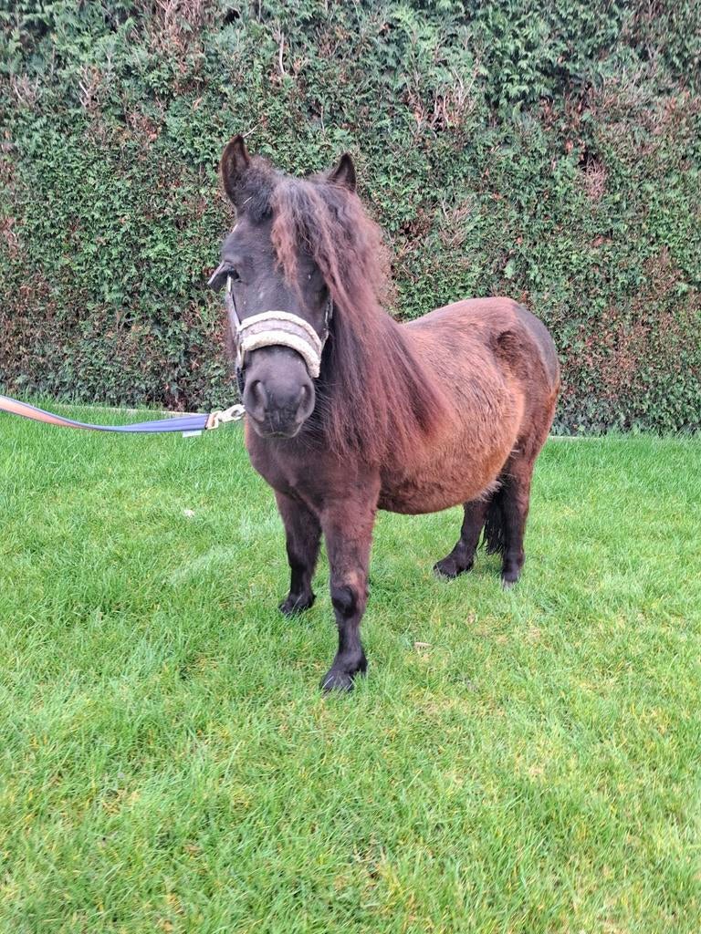 Shetlander merrie, Dieren en Toebehoren, Pony's, Merrie, A pony (tot 1.17m), Recreatiepony