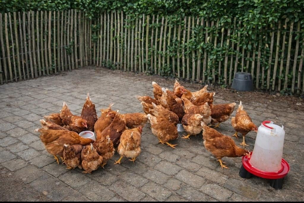 Tamme Lohmann hennen – met liefde opgefokt!, Dieren en Toebehoren, Pluimvee, Vrouwelijk, Kip