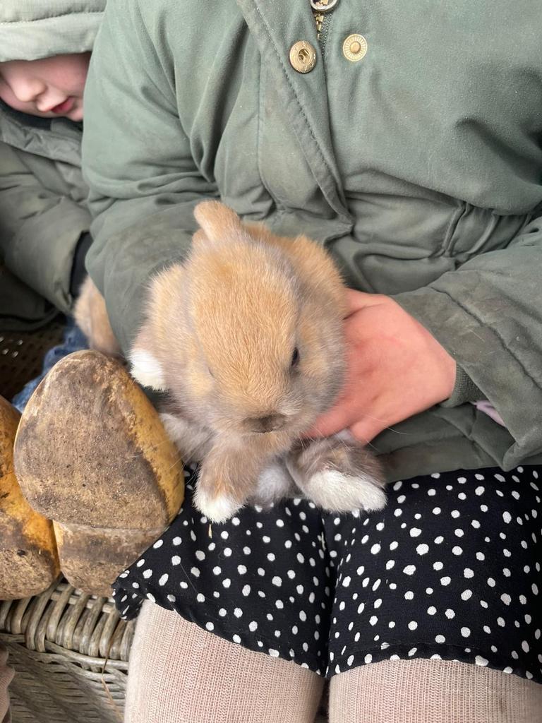 Kleine Dwerg hangoor konijntjes, Meerdere dieren, Dwerg