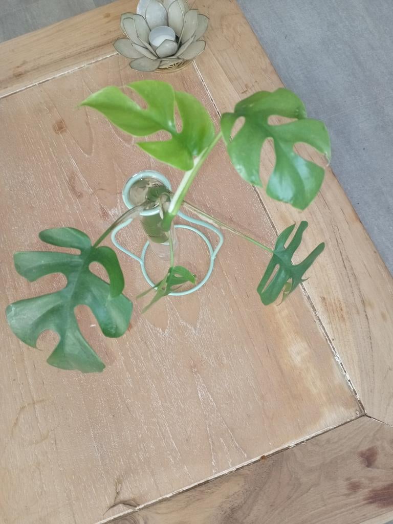 Gewortelde Monstera minima stek, Huis en Inrichting, Kamerplanten, Ophalen