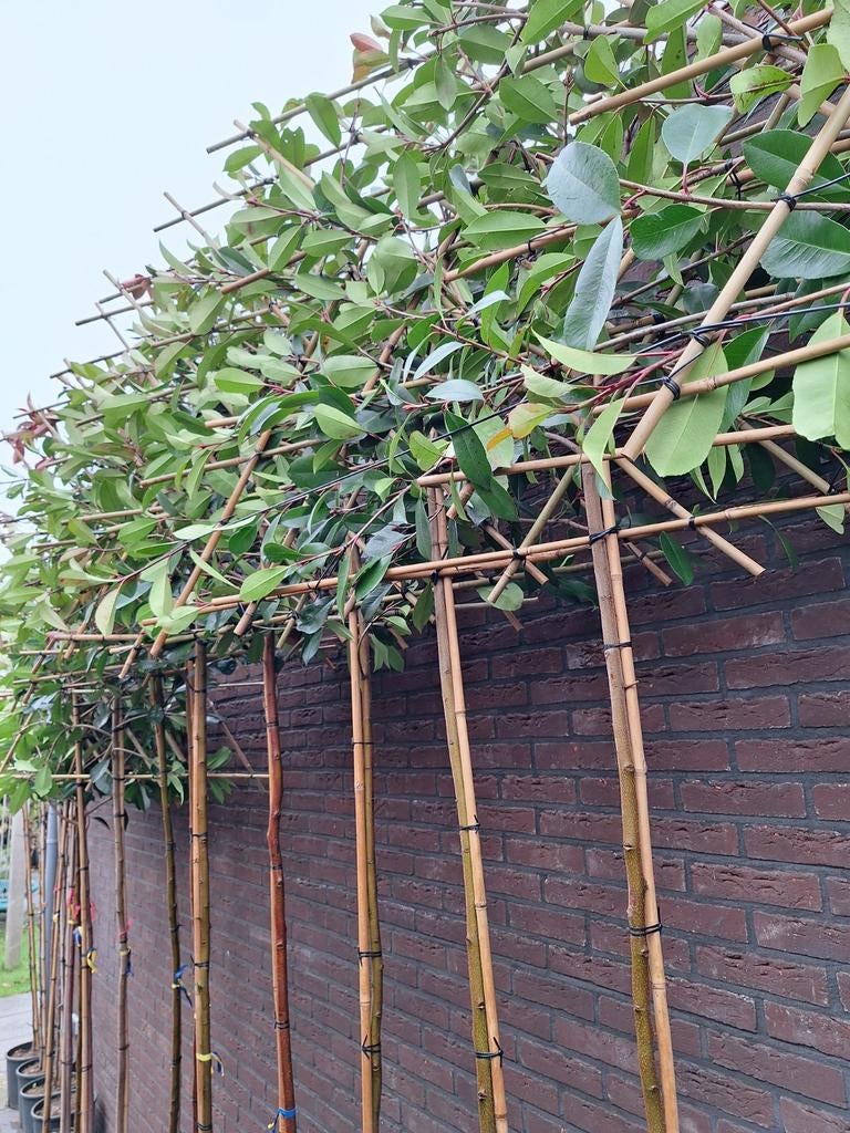 Leibomen: Glansmispel Photinia Red Robin wintergroen, Ophalen of Verzenden, In pot, Halfschaduw, Leiboom