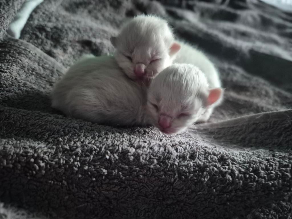 2 lieve kittens, Meerdere dieren, 0 tot 2 jaar