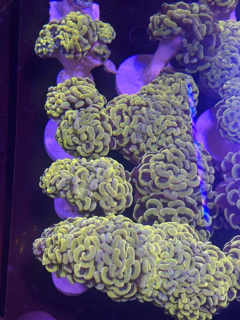 Gouden hamer stekken, Overige typen