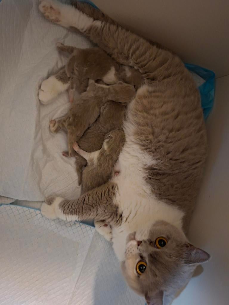 Britse korthaar kittens  NOG TWEE DAMES OVER, Meerdere dieren, Gechipt