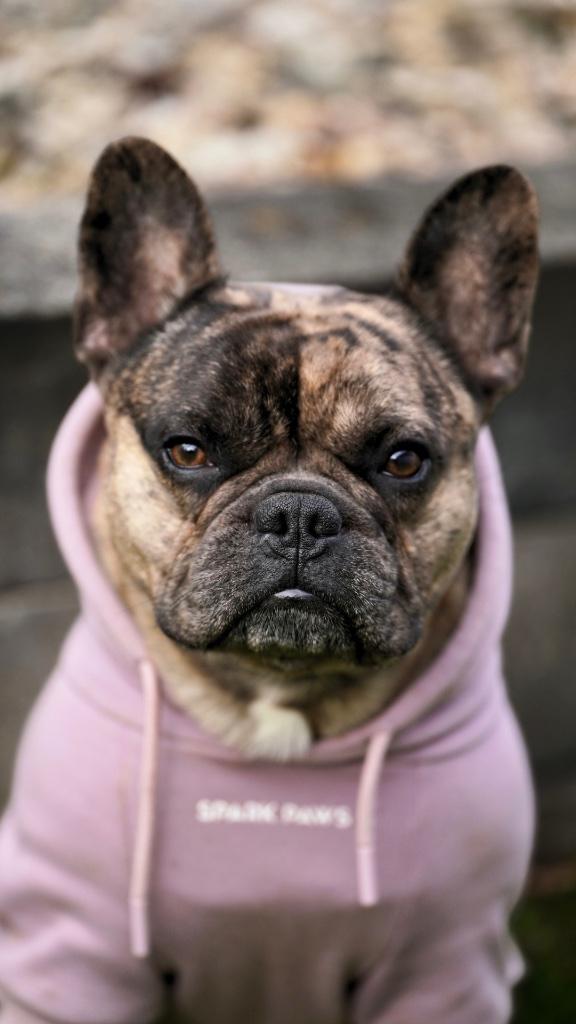 Prachtige Franse Bulldog dekreu, Dieren en Toebehoren, Honden | Bulldogs, Pinschers en Molossers, Reu, Bulldog, Particulier, Eén hond