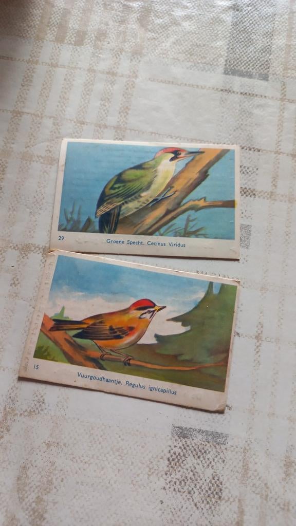 Oude Prenten Vogel Collectie, Gebruikt, Ophalen of Verzenden, Voor 1940, Dier