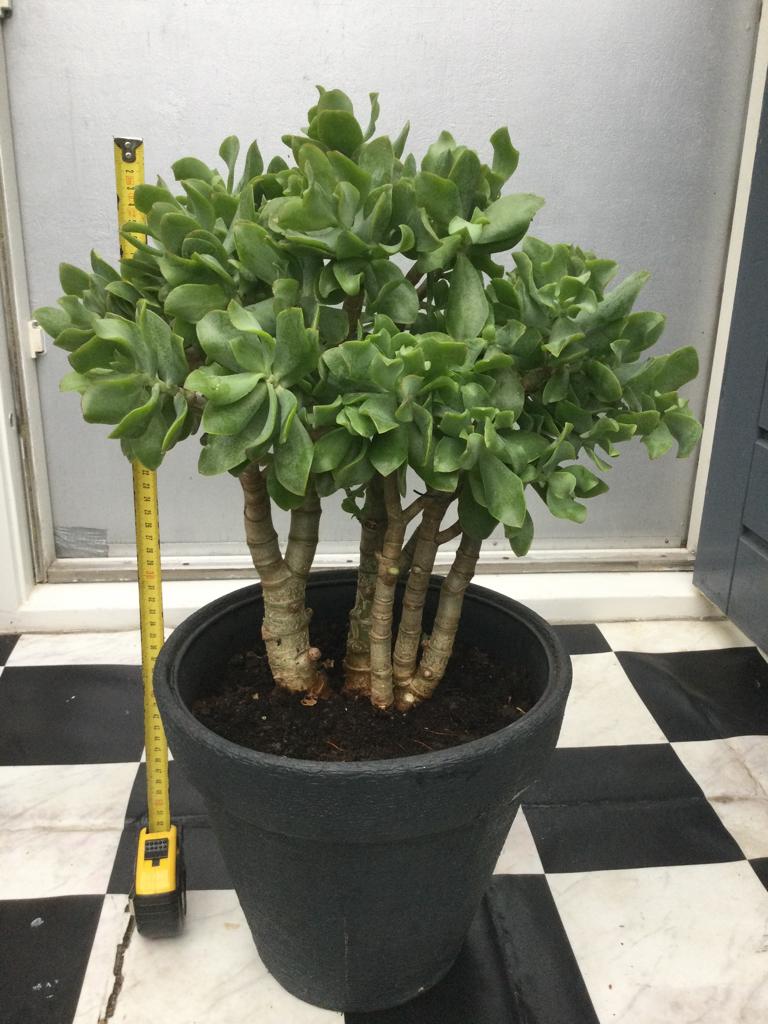 Grote Crassula, Ophalen, In pot, Halfschaduw, Minder dan 100 cm
