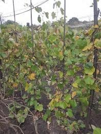 druiven, grote planten ecologische eet- als wijndruiven, Tuin en Terras, Planten | Tuinplanten, Ophalen of Verzenden, Overige soorten