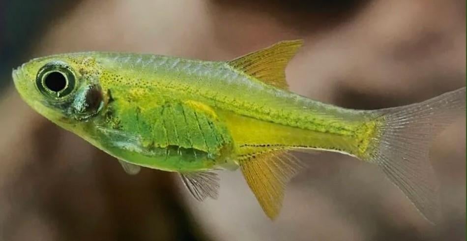 Rasbora kubotai, Rasbora groen, Rasbora yellow rasbora, Dieren en Toebehoren, Vis, Zoetwatervis