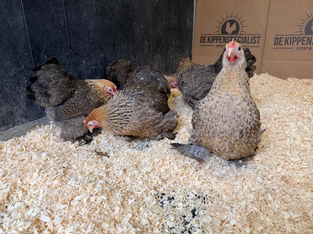 Jonge tamme Cochin kriel patrijs gesekst en ingeënt, Vrouwelijk, Kip