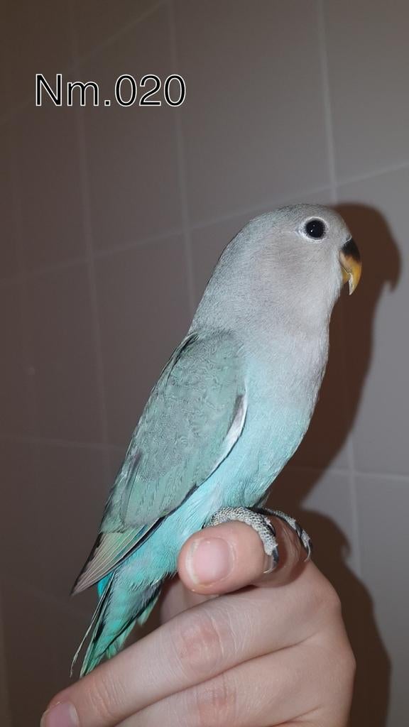 Handtamme agapornis baby. +/- 6 weken oud. zie beschrijving., Dieren en Toebehoren, Vogels | Parkieten en Papegaaien, Geslacht onbekend