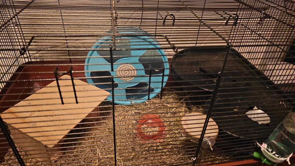 Hamster hok, geschikt voor goudhamster, Gebruikt, 60 tot 90 cm, Ophalen of Verzenden, 75 tot 110 cm