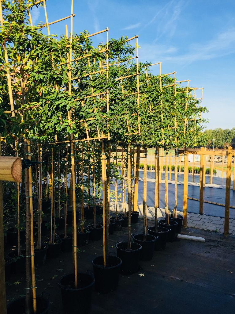 Groenblijvende leibomen-Portugese laurier- Direct van kweker, Overige soorten, 100 tot 250 cm, Zomer, Ophalen