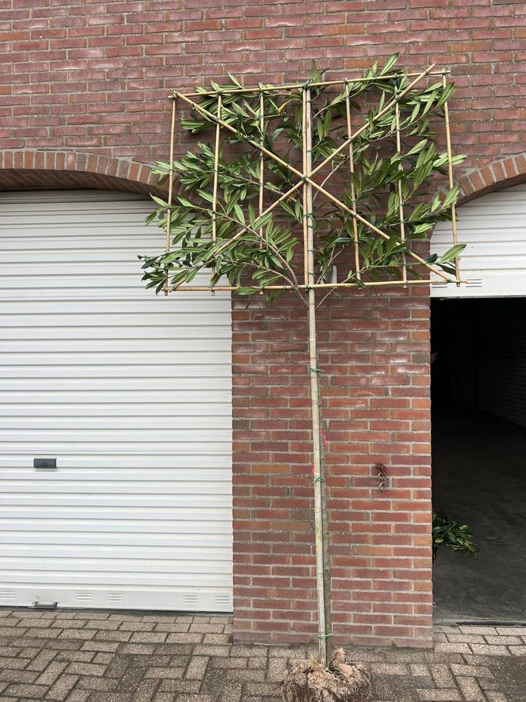 Leibeuk, Leilinde, groenblijvend, Leibomen AANPLANT SERVICE, Ophalen of Verzenden, Volle zon