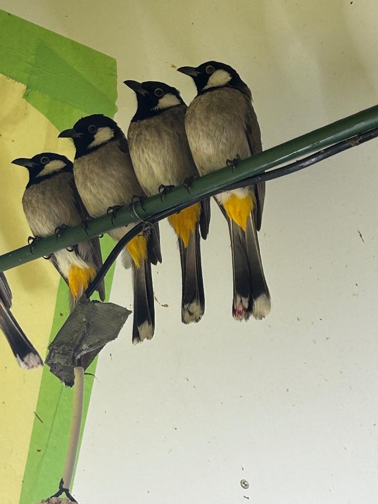 buulbuul irakes grote  mat 3 koppels te kop koppel 200€, Dieren en Toebehoren, Vogels | Overige Vogels, Meerdere dieren