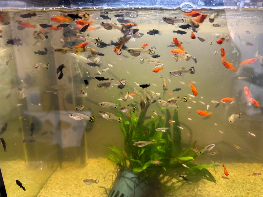 Te koop guppen , black molly,s, en helena slakken, Vis, Zoetwatervis, Schoolvis