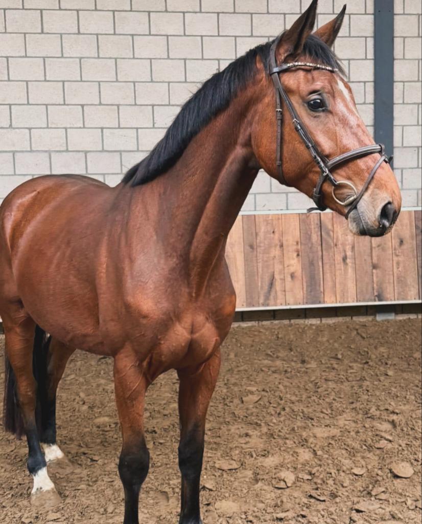 Te koop: Ruin “Ruux” – Geboren 01-06-2021, Ruin, Zadelmak, Springpaard, 3 tot 6 jaar