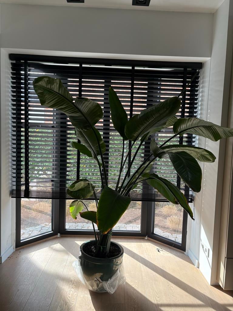 Grote Monstera met pot 170cm hoog, Huis en Inrichting, Kamerplanten, Overige soorten, In pot, 150 tot 200 cm, Groene kamerplant