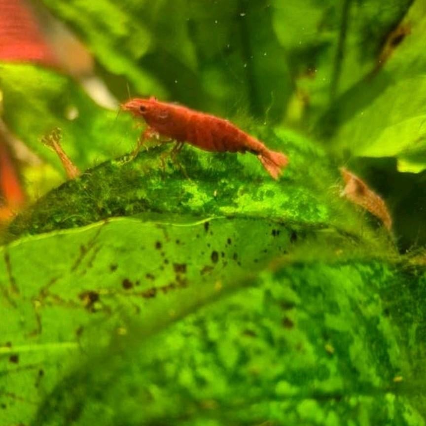 Vuur rode garnalen, Kreeft, Krab of Garnaal