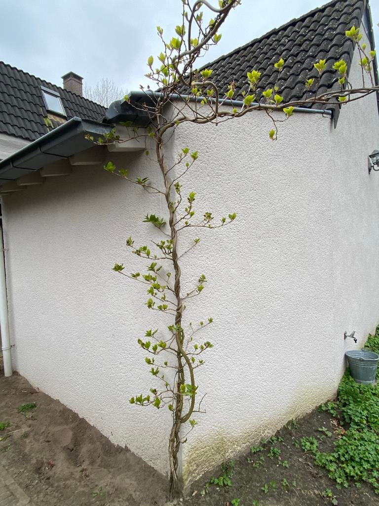 Klimplant kiwi, Ophalen, Vaste plant, Klimplanten, Halfschaduw