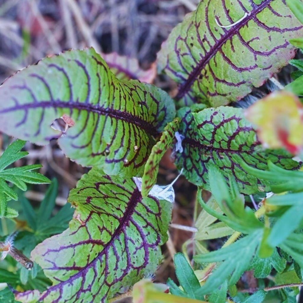 Bloedzuring | Bio zaden | zelf gewonnen | inheems | 74, Tuin en Terras, Bloembollen en Zaden, Zaad, Voorjaar, Halfschaduw, Ophalen of Verzenden