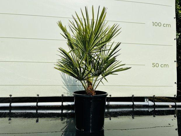 Palmboom - Chamaerops Humilis - hoogte 75 cm, In pot, Halfschaduw, Ophalen of Verzenden, Minder dan 100 cm