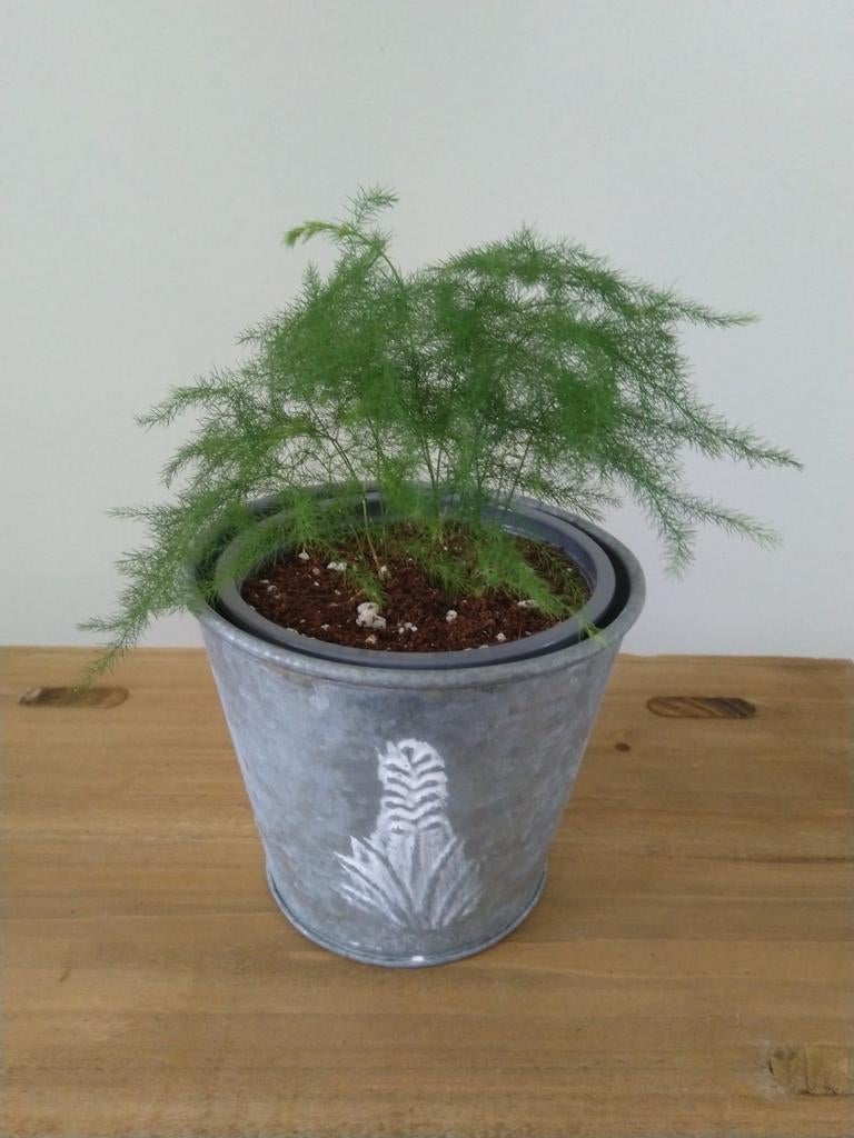 Asparagus setaceus plant in zinken bloempotje., Ophalen, Minder dan 100 cm